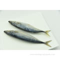 Frozen North Bqf Pacific Mackerel In 10Kg Ctn